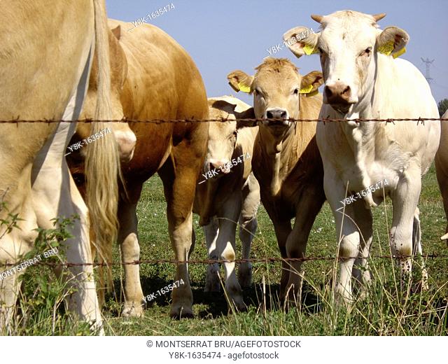 Guernsey calves in meadow in Holland