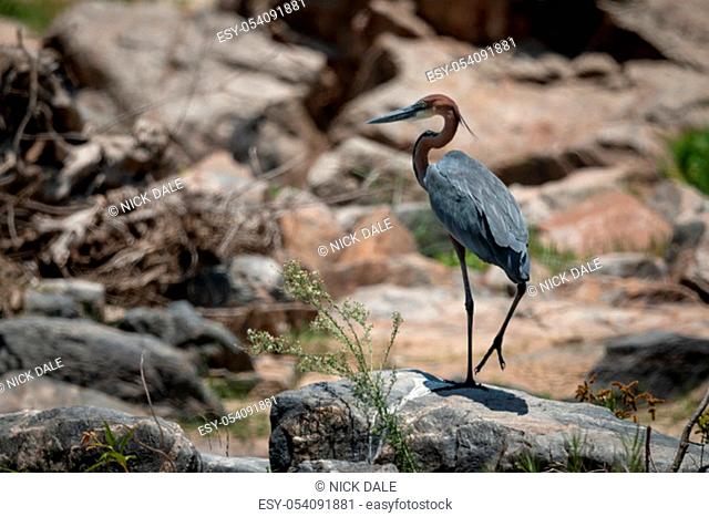 Goliath heron stands lifting foot on rock