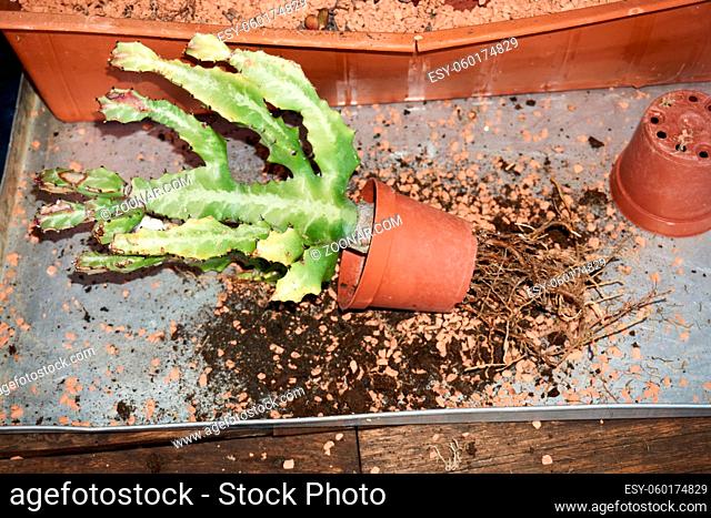 woman repotting Pachypodium cactus to new pot