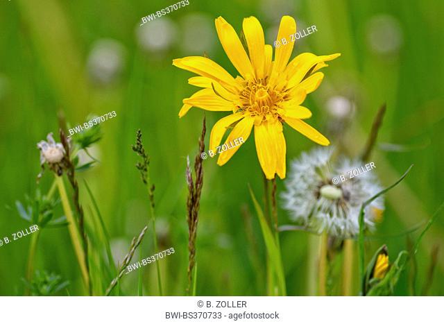 Oriental Goet's Beart, Jack-Go-To-Bed-At-Noon (Tragopogon pratensis subsp. orientalis, Tragopogon orientalis), blooming in a meadow, Germany