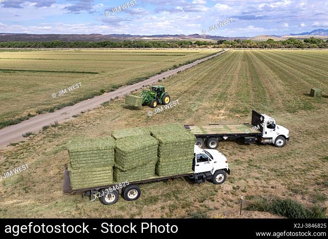 San Acacia, New Mexico - Bales of alfalfa are stacked on a farm near the Rio Grande. The farm relies on water from the river for irrigation