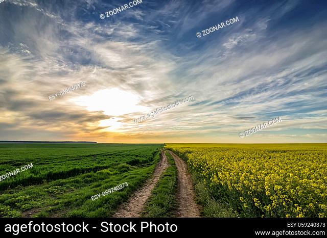 beautiful landscape with a country road between blooming rapeseed field and growing wheat
