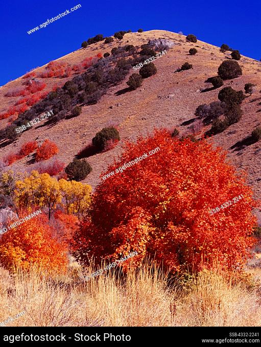 Autumn colors of Bigtooth Maple, Acer grandidentatum, and Narrowleaf Cottonwoods, Populus angustifolia, Weston Canyon, Bannock Range