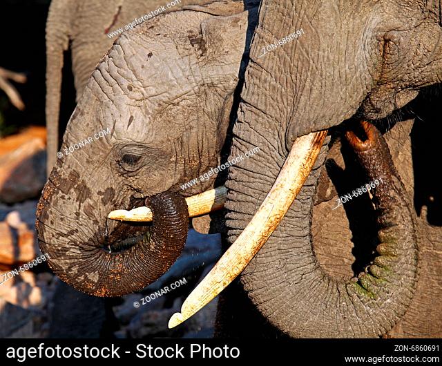 Junger Elefant klammert sich an Mama im Kruger Nationalpark Südafrika; young african elephant with mom, south africa, wildlife