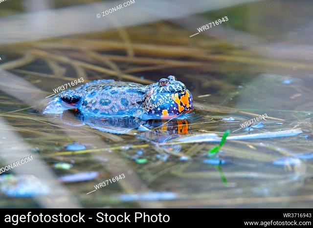 Rufende Rotbauchunke im Fruehjahr. Male European fire-bellied toad in spring in a pond