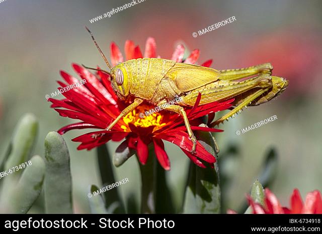 Egyptian locust (Anacridium aegyptium) on a flower, Paros, Aegean Sea, Greece, Europe