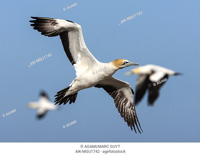 Cape Gannet (Morus capensis) flying over the colony of Bird Island Nature Reserve in Lambert’s Bay, South Africa