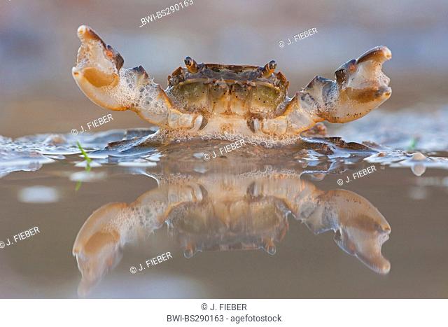 Green shore crab, Green crab, North Atlantic shore crab (Carcinus maenas), threatening, Netherlands, Zeeland
