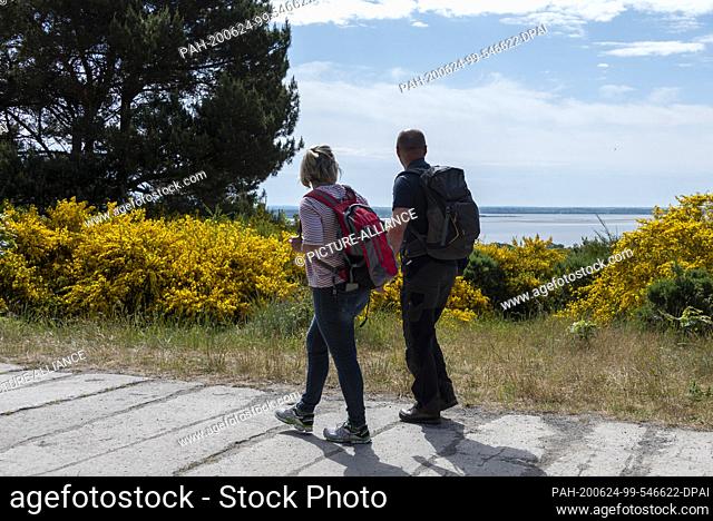 07 June 2020, Mecklenburg-Western Pomerania, Hiddensee: Two holidaymakers walk past blooming broom. An impressive natural spectacle is currently taking place on...