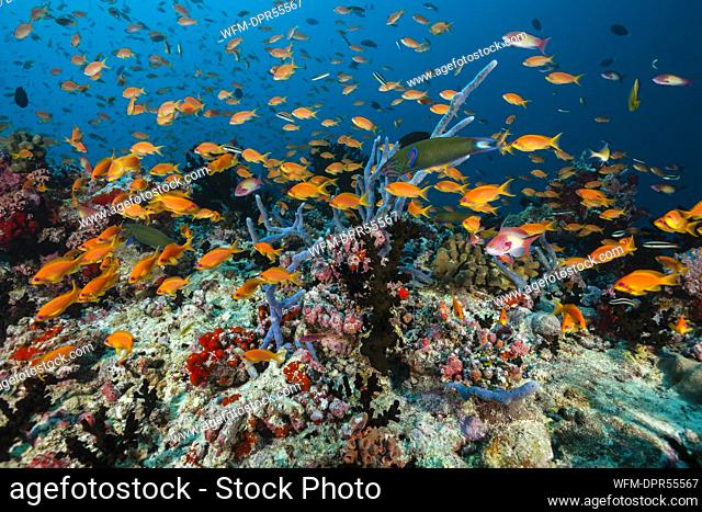 Lyretail Anthias over Coral Reef, Pseudanthias squamipinnis, Indian Ocean, Maldives
