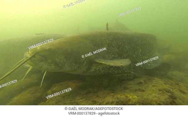 Group of wels catfish (Silurus glanis) swimming together in the Rhône river