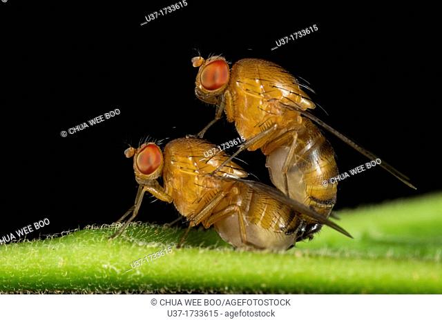 Fruit flies mating. Image taken at Kampung Skudup, Sarawak, Malaysia
