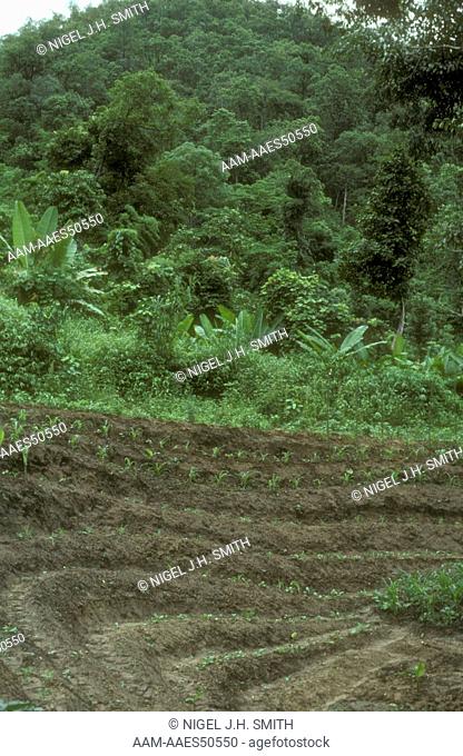 Terracing to Slow Soil Erosion near Fang, Thailand