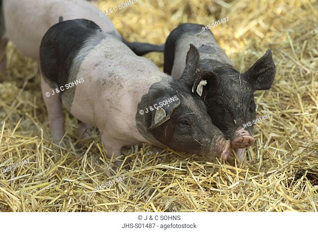 Pig domestic pic Sus species Germany Europe