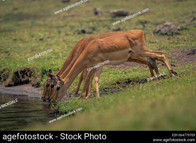 Three female common impalas standing drinking side-by-side