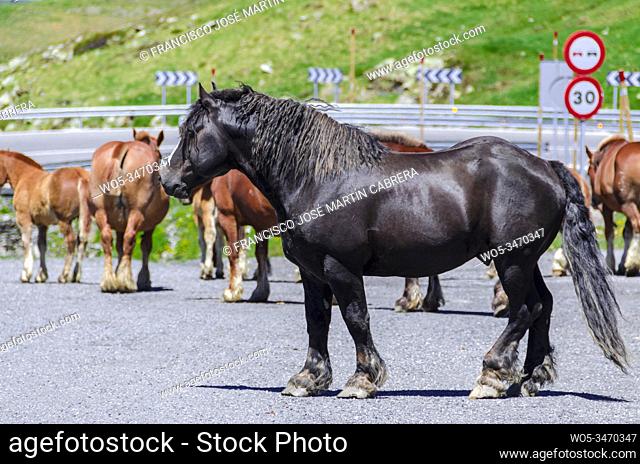 In the Pyrenees it is common to find loose horses, in this case a black horse of Hispanic-Breton breed
