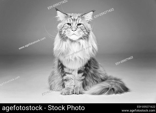 beautiful big maine coon cat. Copy space. Studio shot on grey background. monochrome