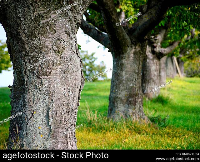 Bark of some old cherry trees in Burgenland