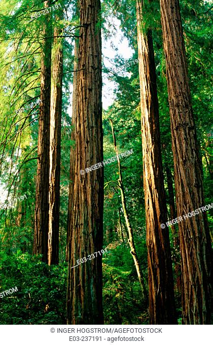 Redwood trunks. Muir Woodds National Monument. Marin County. California. USA