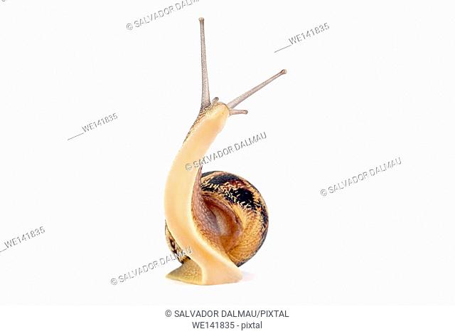 Snail dance, photography studio, flashes, Girona, Catalonia, Spain, Europe