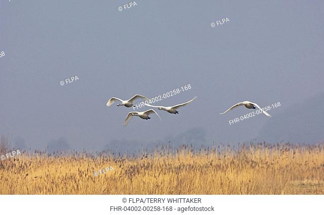 Whooper Swan Cygnus cygnus four adults, in flight over reedbed, Martin Mere, Lancashire, England