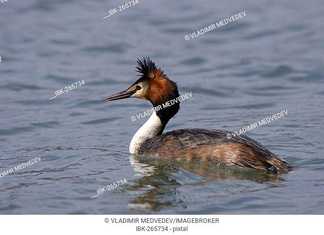 Great Crested Grebe / Podiceps cristatus. Ussuriland, Southern Far East of Russia