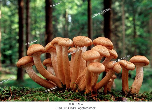 dark honey fungus (Armillaria ostoyae, Armllariella polymyces), on dead wood, Germany