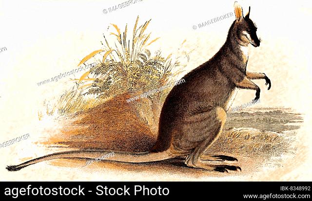 Whiptail wallaby (Notamacropus) parryi, also known as the prettyface wallaby, digitally restored reproduction of an original 19th century specimen