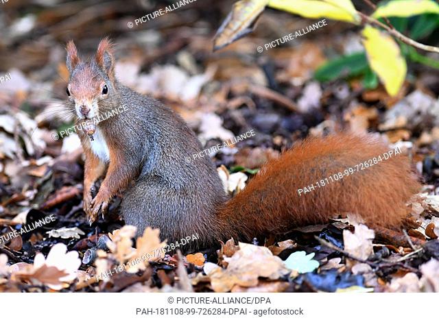 08 November 2018, Lower Saxony, Hannover: A squirrel (Sciurus) with an acorn in his mouth sits in the park of the Berggarten