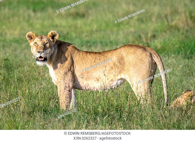 A female Lion, (Panthera leo) in Maasai Mara National Park, Kenya, Africa