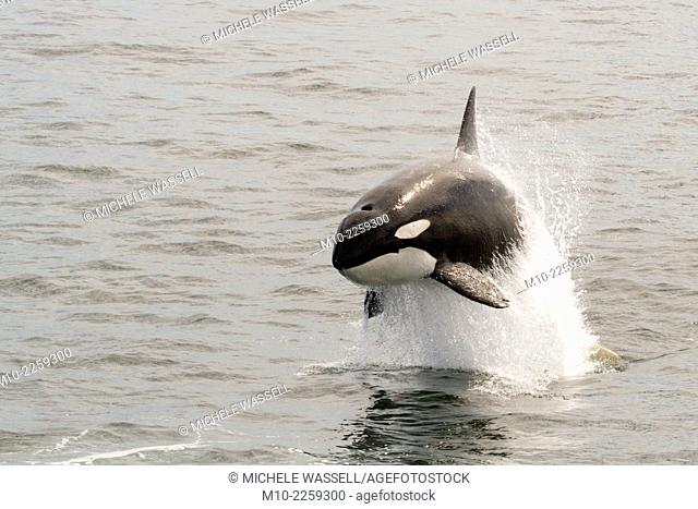 Killer Whales (Orcas)chasing and attacking a Pacific White Sided Dolphin on Monterey Bay, California, USA