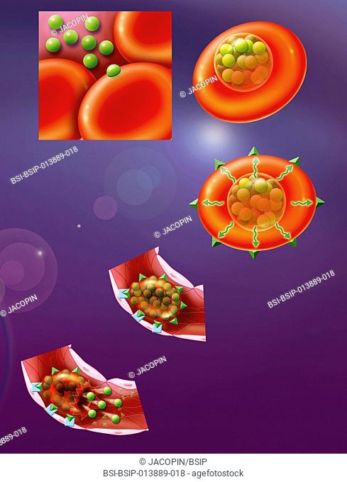 Illustration of how malarial merozoites (plasmodium) proliferate by using red corpuscles. they penetrate the red corpuscles, ultra rapid transporters