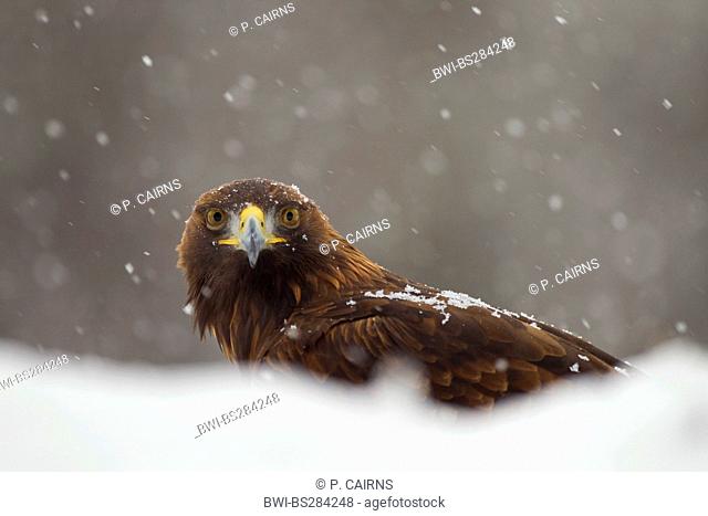 golden eagle (Aquila chrysaetos), at snowfall, United Kingdom, Scotland