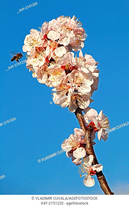 European honey bee (Apis mellifera) collecting nectar on Apricot flowers (Prunus armeniaca), variety Bhart. Location: Male Karpaty, Slovakia