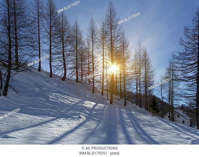 Sunbeams through bare trees on snowy hillside
