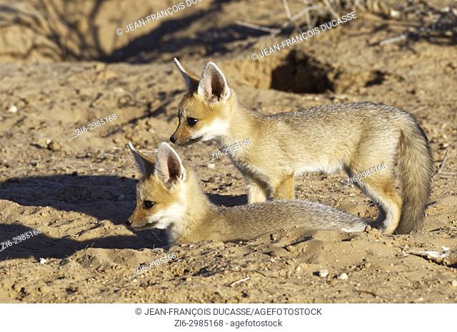 Cape fox (Vulpes chama), two cubs at burrow entrance, evening light, Kgalagadi Transfrontier Park, Northern Cape, South Africa, Africa