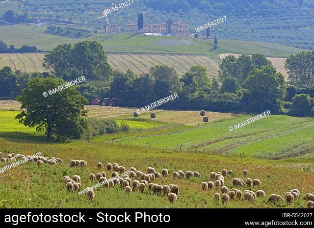 Tuscan landscape, near Asciano, province of Siena, Crete Senesi, Tuscany, Italy, Europe