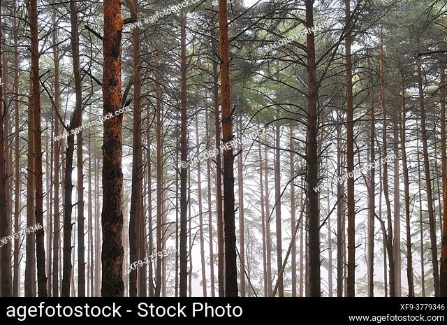 Pine forest in winter with fog. La Garganta. Ambroz valley. Cáceres province. Extremadura. Spain