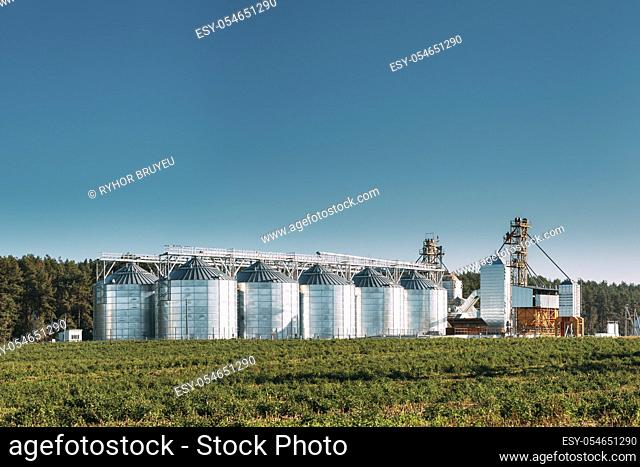 Granary, Grain-drying Complex, Commercial Grain Or Seed Silos In Sunny Summer Rural Landscape. Corn Dryer Silos, Inland Grain Terminal