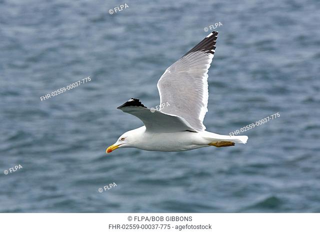 Yellow-legged Gull (Larus michahellis atlantis) adult, breeding plumage, in flight over sea, Lanzarote, Canary Islands, March