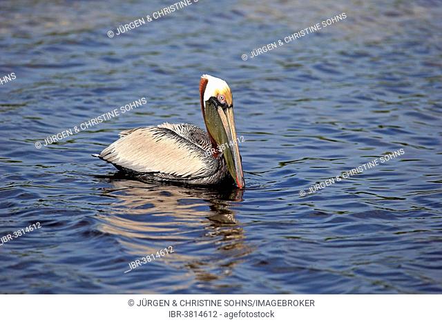 Brown Pelican (Pelecanus occidentalis), Sanibel Island, Florida, USA
