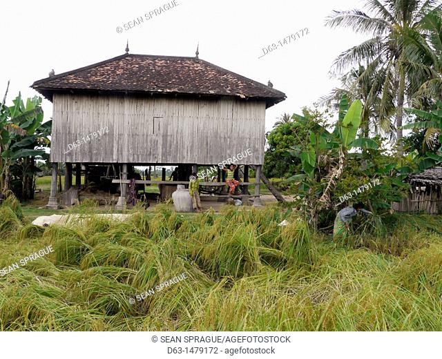 CAMBODIA. Farmhouse with rice growing in foreground  Climate change has impacted farmers in Prek Pi village, Srer Chea commune  Although they say they do not...
