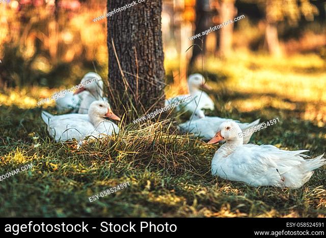 Flock of white ducks on a farm