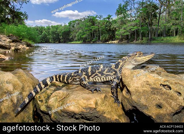 Juvenile alligator (Alligator mississippiensis), central Florida, USA