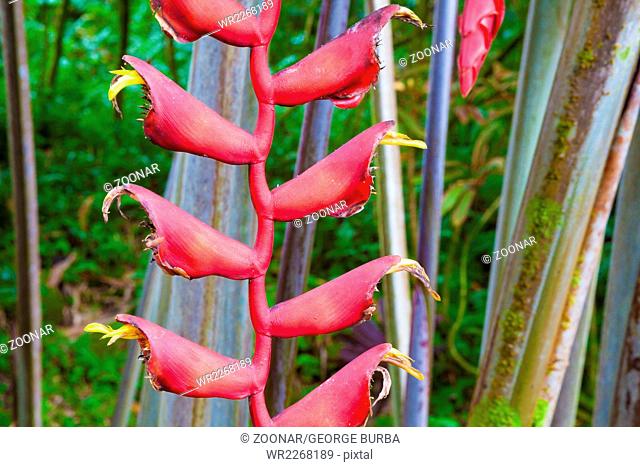 Beautiful heliconia longissima blooming in Hawaii