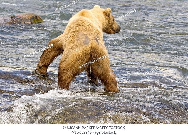 Brown Bear urinating in the river in Katmai National Park, Alaska, USA