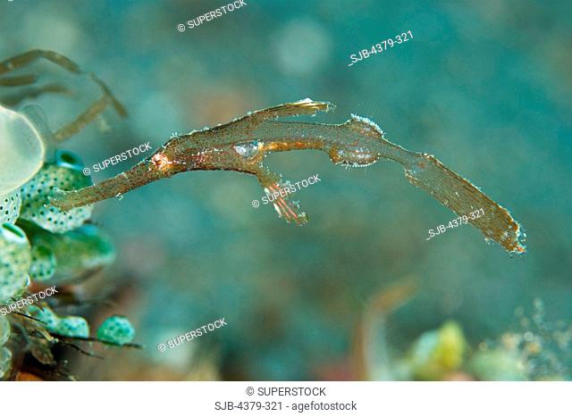 Juvenile Robust Ghost Pipefish