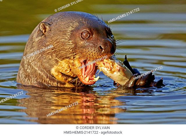 Brazil, Mato Grosso, Pantanal region, Giant Otter (Pteronura brasiliensis), eating a fish