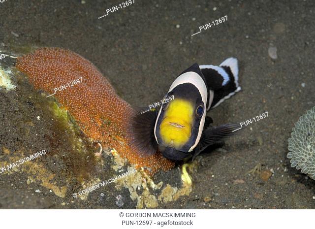 An adult saddleback anemonefish Amphiprion polymnus, most likely the male, stands by ready to defend its eggs against a potential threat
