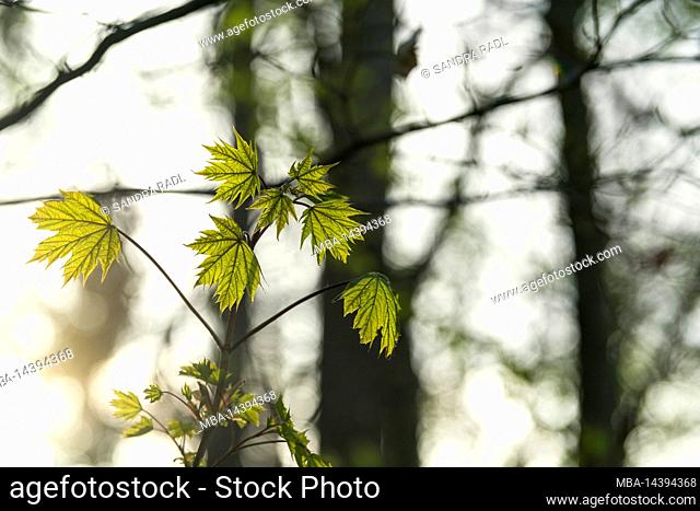young Norway maple (Acer platanoides) with fresh light green foliage, spring, back light, Germany, Baden-Württemberg, Markgräflerland